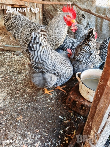 Разплодни яйца от Амрок, снимка 8 - Кокошки и пуйки - 52615792