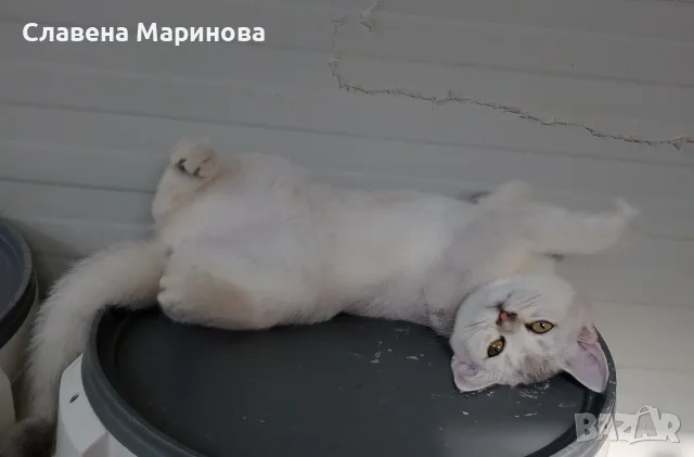 Шотландска сребърна чинчила, снимка 4 - Чинчили - 55784658