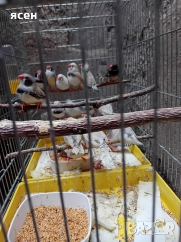 Продавам зеброви амадини джъмбо , снимка 8 - Амадини - 52339112