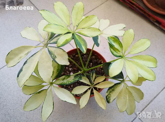 Шефлера вариегата