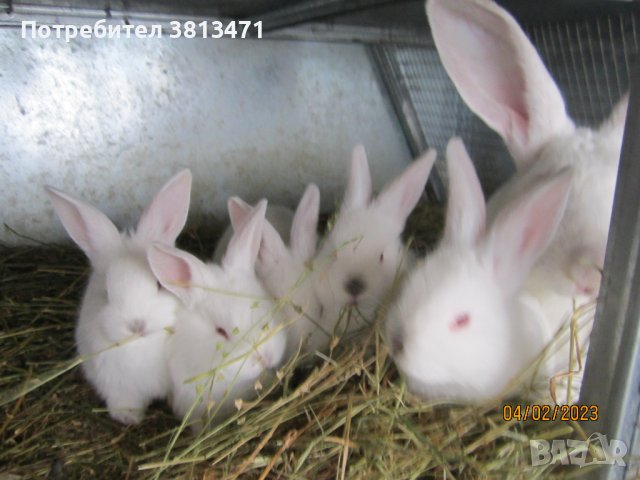 зайци и патeшки яйца, снимка 5 - Патици и гъски - 42446270