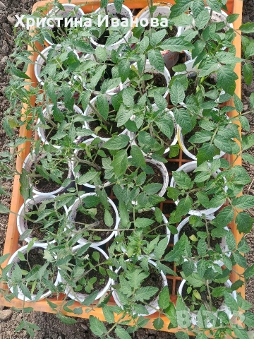 Продавам разсад домати., снимка 9 - Разсади - 54317797