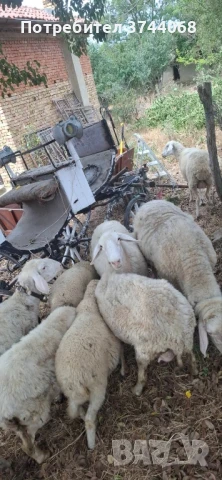 Продавам овце, снимка 1