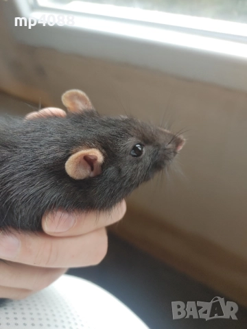 декоративен плъх