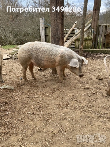 Бременни прасета, снимка 3 - Прасета - 53941496