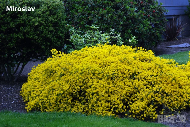Гениста-(жълтуга), снимка 2 - Градински цветя и растения - 54078001