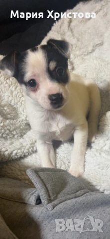 Продавам женско кученце