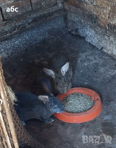 домашни зайци, снимка 2 - Други - 54140170