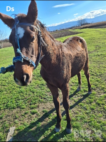 Женско спортно конче , снимка 2 - Коне - 52657494