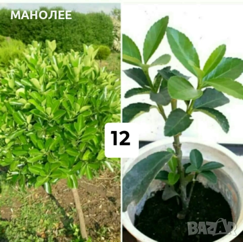 15 вида цветя и растения, снимка 12 - Градински цветя и растения - 51604084