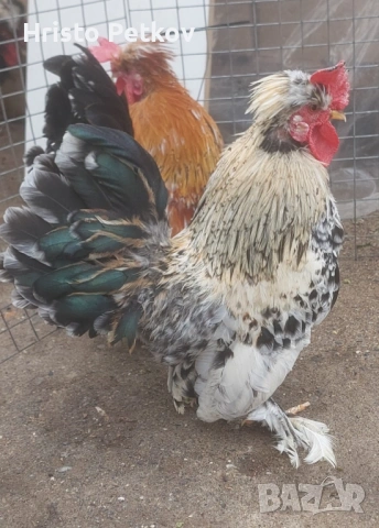 Продавам Бреговски Петрета , снимка 2 - Кокошки и пуйки - 53996885