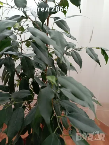 Бенджамин , снимка 2 - Стайни растения - 40442336