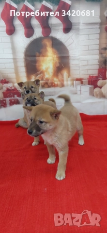 Шиба Ину  Shiba inu , снимка 5 - Шиба ину - 52341529