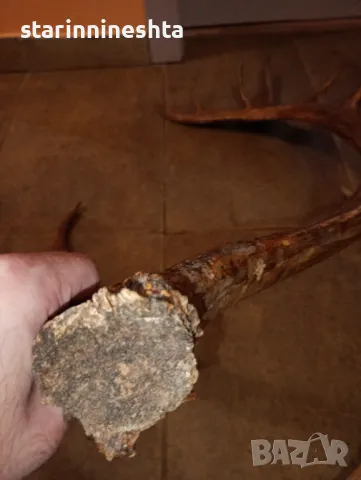СССР Ретро Винтидж големи стари рога рог елен лос трофей , снимка 7 - Антикварни и старинни предмети - 48664548