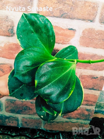 Хоя Pachyclada albomarginata ВЪЗРАСТНО РАСТЕНИЕ, снимка 3 - Стайни растения - 48374321