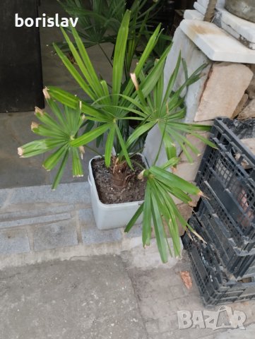 Студоустойчива Палма Трахикарпус, снимка 5 - Стайни растения - 14936682