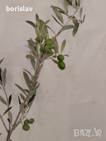 Студоустойчиви гръцки маслини, снимка 5 - Градински цветя и растения - 42298151