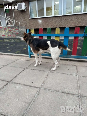 Добродушен Mладеж Tърси Дом, снимка 2 - Други - 53994566