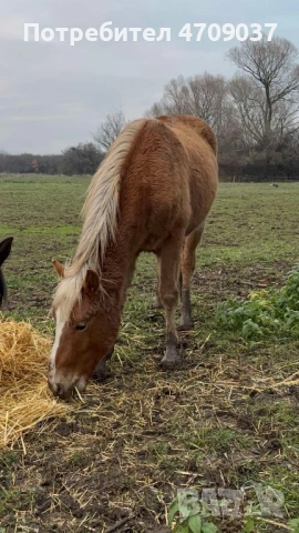 Продавам млад хафлингер, снимка 2 - Коне - 53098527