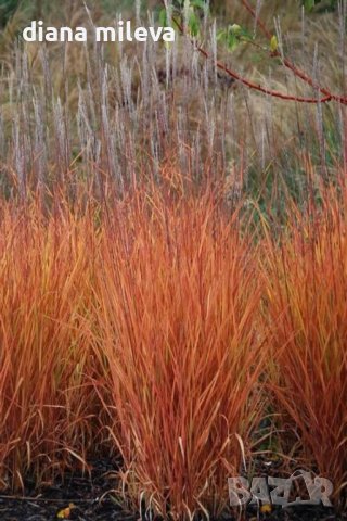 Мискантус Пурпурасценс, студоустойчива трева, снимка 9 - Градински цветя и растения - 38141351
