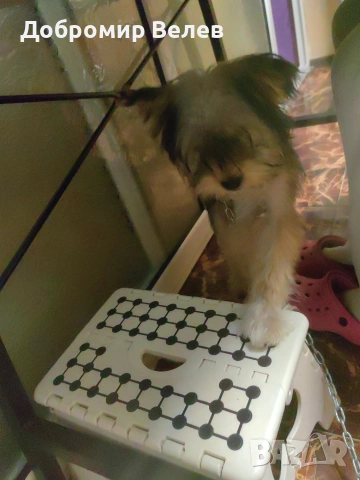 Продавам куче Йоркширски териер, снимка 2 - Йоркширски териер - 54151135