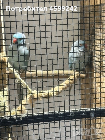 Чифт Малък Александър , снимка 4 - Папагали - 54230992