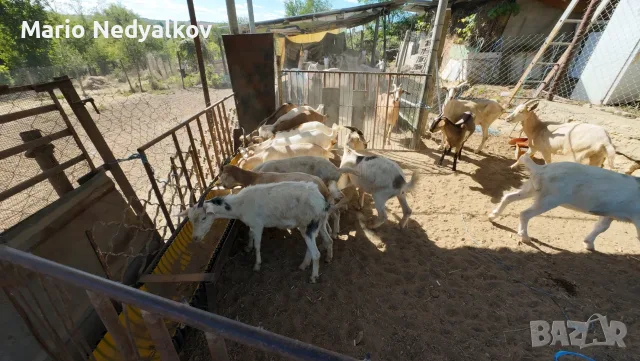 Продавам добре гледани ярета (25-30 кг) – Аксаково, обл. Варна, снимка 2 - Кози - 56052612