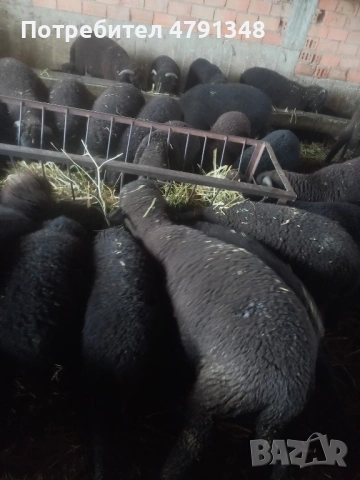 Агнета за клане цената е за кг живо тегло