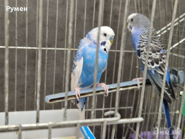 Чифт вълнисти папагали с клетка, снимка 7 - Папагали - 53976712
