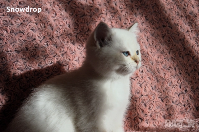 Сребърни чинчили, снимка 3 - Британска късокосместа - 52676106