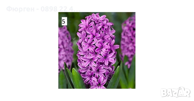 Луковици на Зюмбюл - 7 вида, снимка 5 - Разсади - 51456505