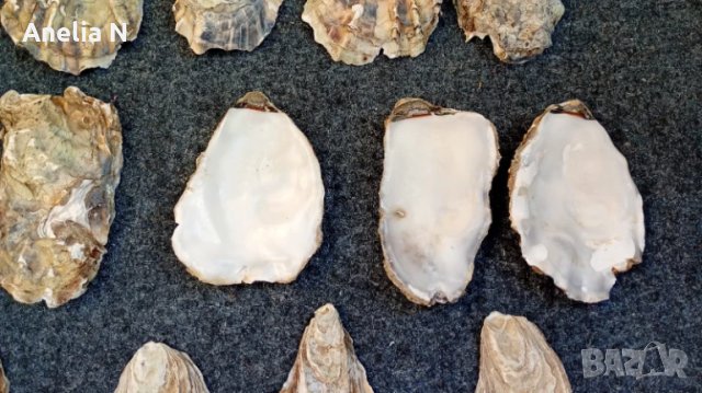 Черупки от стриди, снимка 4 - Морски сувенири - 48439581