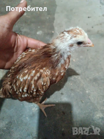 Пилета, кокошки и петли