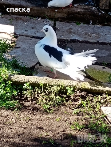 гълъби фенерлия декорация , снимка 9 - Гълъби - 52421214