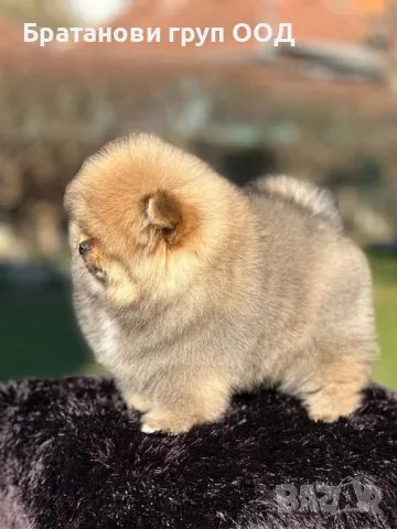 Померан с родословие , снимка 7 - Померан - 49411648