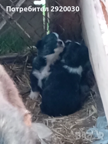 Кученца каракачани, снимка 12 - Каракачанска овчарка - 52457599