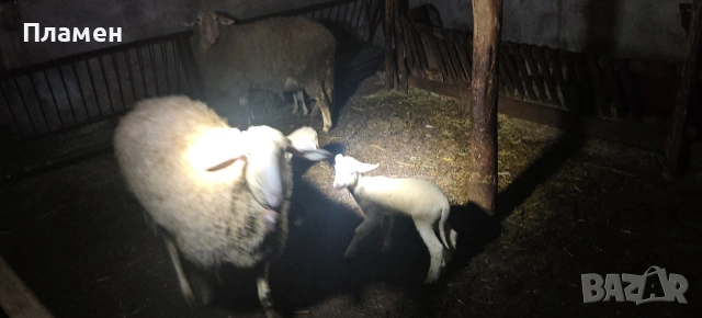 2 шилета с 3 агнета , снимка 4 - Овце - 54067117