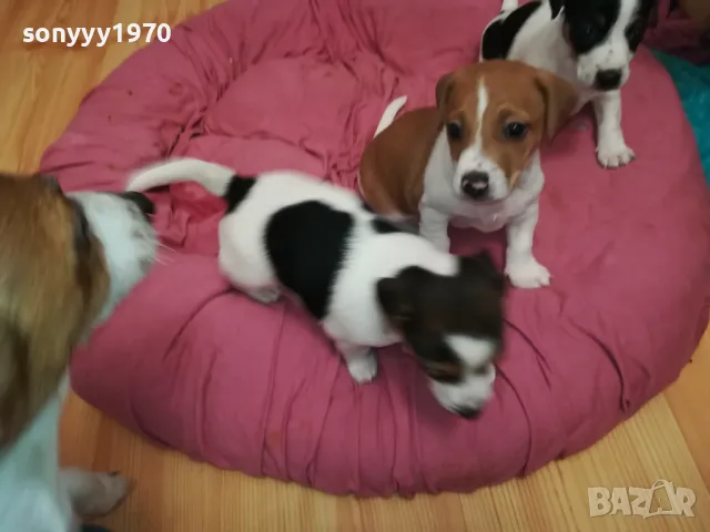 ДЖАК РЪСЕЛ-БЕБЕНЦА НА 40 ДЕНА 250ЛВ ЗА ЕДНО 3101251807, снимка 15 - Джак ръсел териер - 48909983