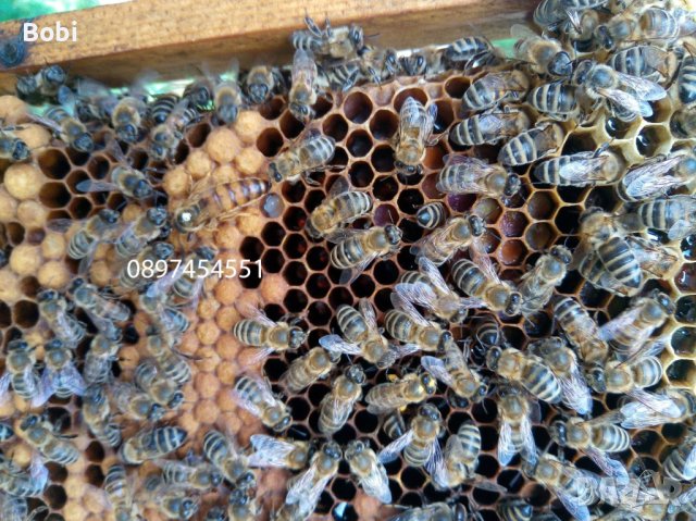Отводки малки пчелни семейства, снимка 13 - Други животни - 40285876