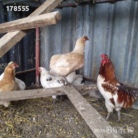 Оплодени яйца от Американска Аракуана!!, снимка 2 - Кокошки и пуйки - 53064001