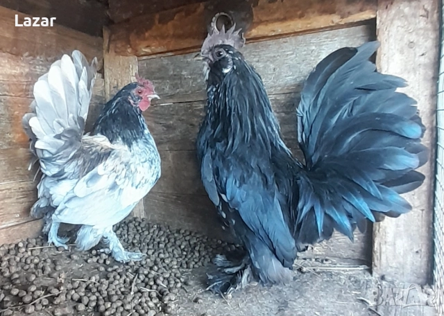 Продавам ги