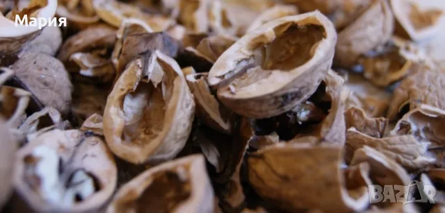 Орехови черупки против упорита кашлица, снимка 1