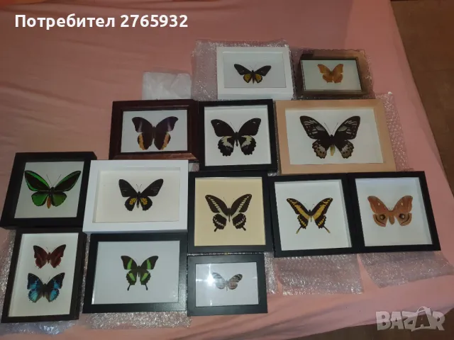 Истински Пеперуди в рамка