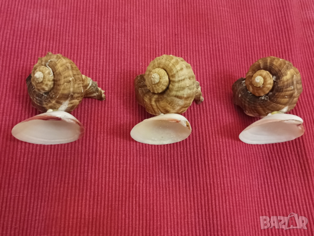 Сувенири, морски мотив, свещи от рапан и мида. , снимка 6 - Декорация за дома - 44555975