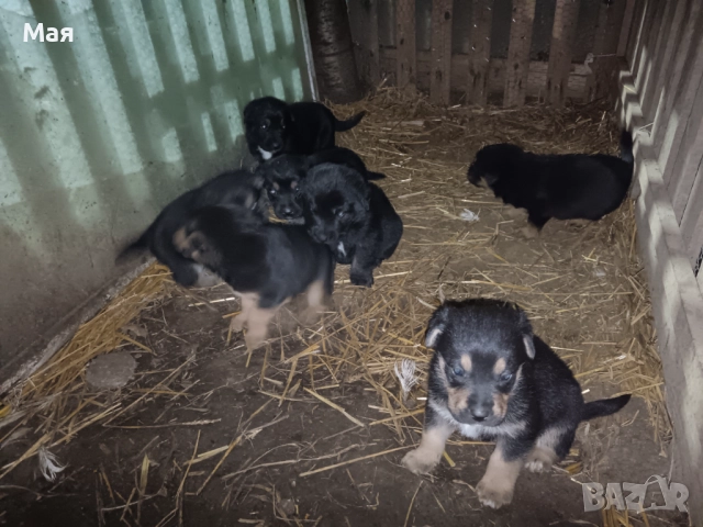 Бебета копойчета, снимка 2 - Други - 52566062