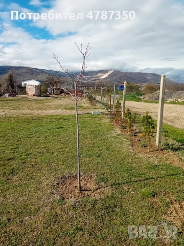 Продавам парцел с. Браниполе, снимка 4 - Парцели - 54089083