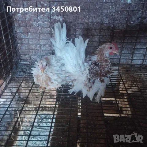 Свободни шабо пилета чифтове , снимка 2 - Кокошки и пуйки - 56325608