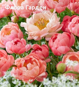 МНОГОГОДИШНИ ЦВЕТЯ - Коренища/ПРЕДВАРИТЕЛНИ поръчки, снимка 12 - Градински цветя и растения - 53138637