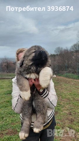 кавказка овчарка, снимка 2 - Кавказка овчарка - 53237623