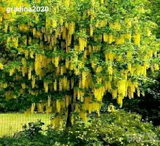Златен дъжд - Laburnum wat.Vossii, снимка 3 - Разсади - 50568425
